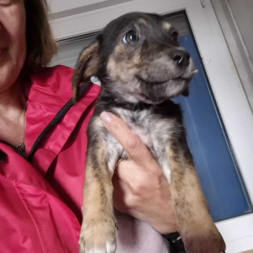 Hündinnen in Rumänien ab 12 Monate, Elisa