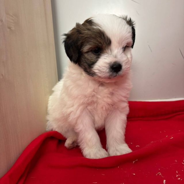 Rüden in Rumänien bis 11 Monate, Benjie