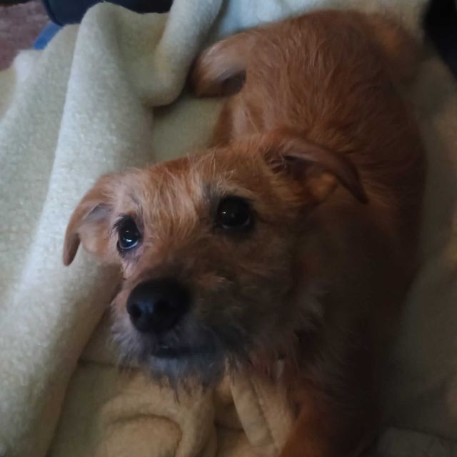 Hündinnen in Deutschland bis 11 Monate, Ella