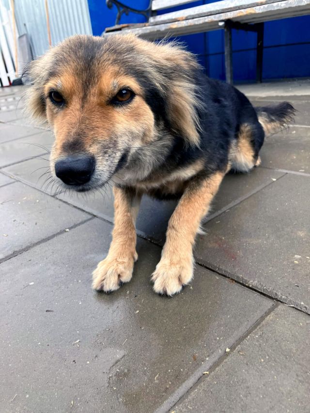 Hündinnen in Rumänien ab 12 Monate, Foxy