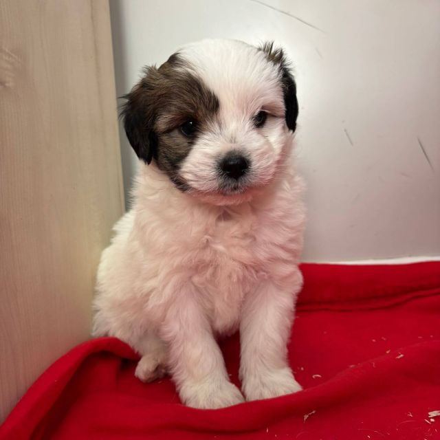 Rüden in Rumänien bis 11 Monate, Benjie