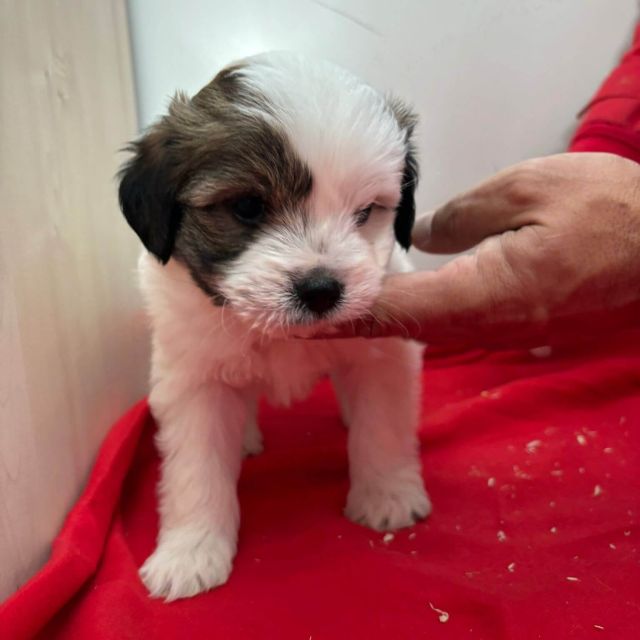 Rüden in Rumänien bis 11 Monate, Benjie