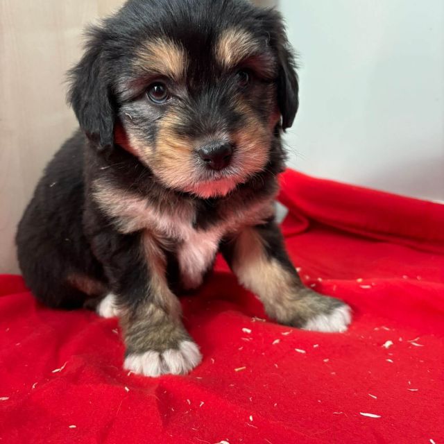 Rüden in Rumänien bis 11 Monate, Beari