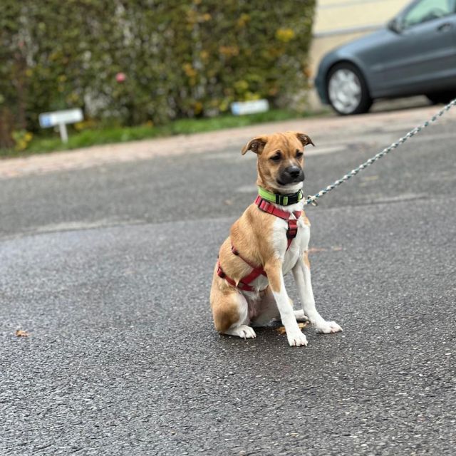 Hündinnen in Deutschland bis 11 Monate, Kiki