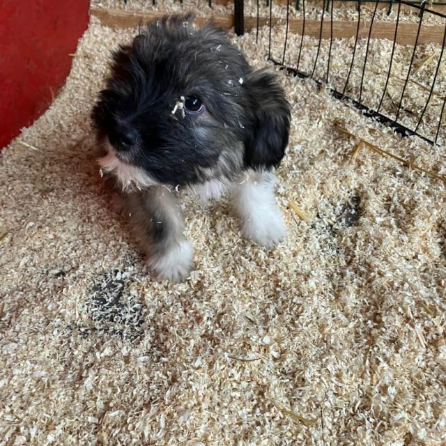 Rüden in Rumänien bis 11 Monate, Wini