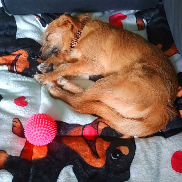 Hündinnen in Deutschland bis 11 Monate, Ella