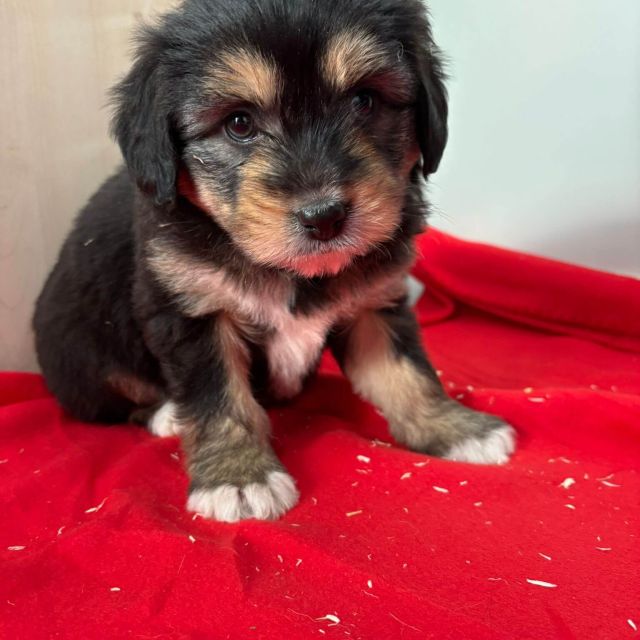 Rüden in Rumänien bis 11 Monate, Beari