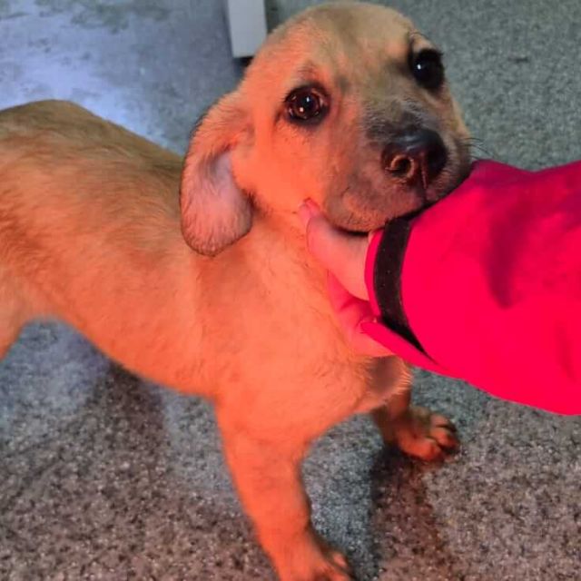 Hündinnen in Rumänien bis 11 Monate, Leena