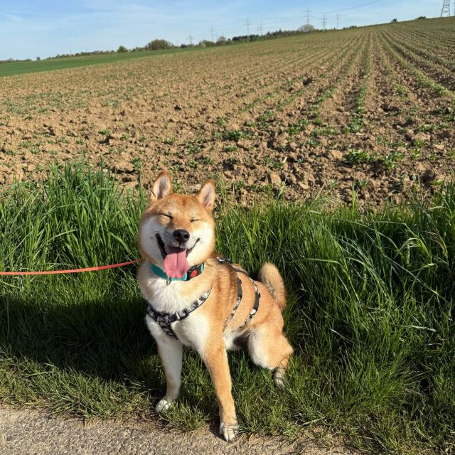 Rüden in Deutschland bis 11 Monate, Mochi