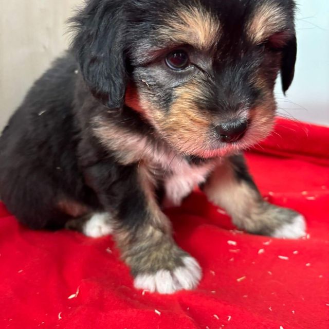 Rüden in Rumänien bis 11 Monate, Beari