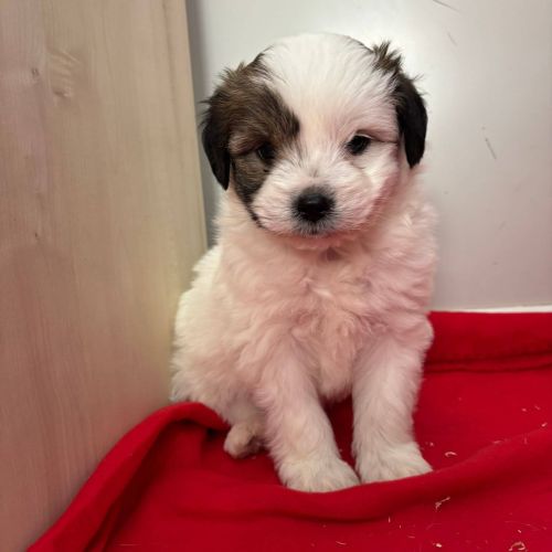 Rüden in Rumänien bis 11 Monate, Benjie