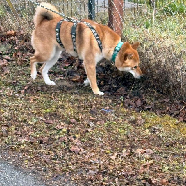 Rüden in Deutschland bis 11 Monate, Mochi