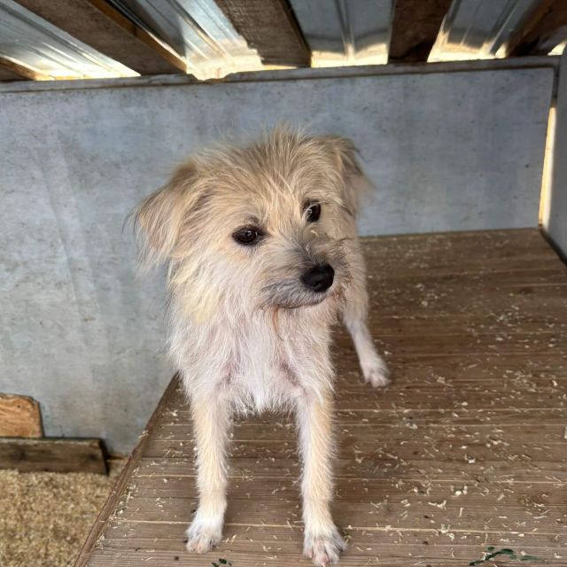 Hündinnen in Rumänien ab 12 Monate, Bailey