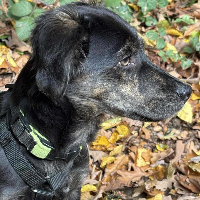 Rüden in Deutschland bis 11 Monate, Muffin