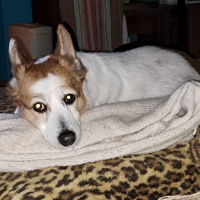 Hündinnen in Deutschland ab 12 Monate, Bobita