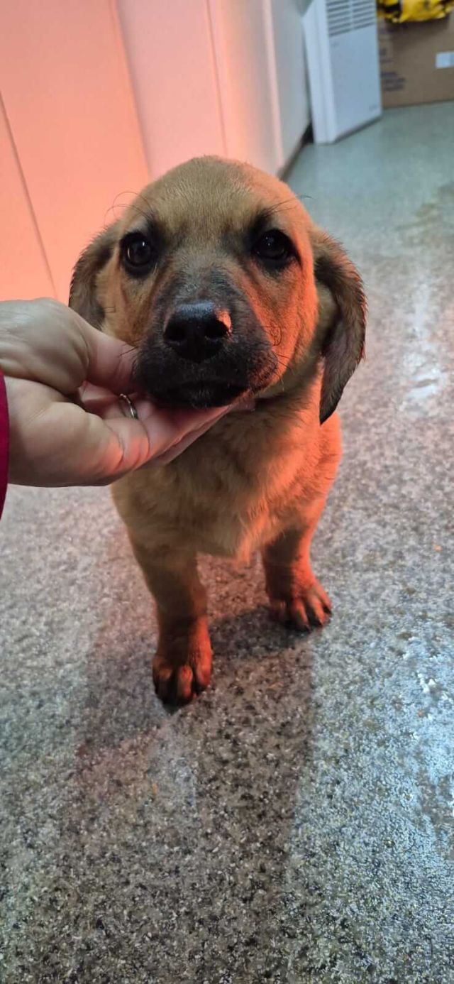 Hündinnen in Rumänien bis 11 Monate, Livia