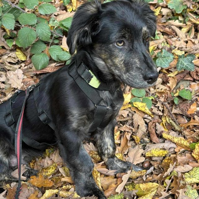 Rüden in Deutschland bis 11 Monate, Muffin