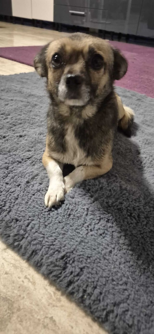 Hündinnen in Rumänien ab 12 Monate, Sofie