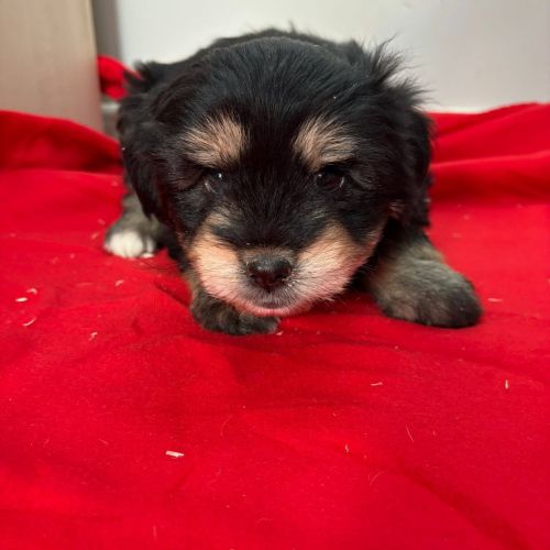 Rüden in Rumänien bis 11 Monate, Benny