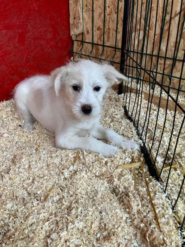 Rüden in Rumänien bis 11 Monate, Walter