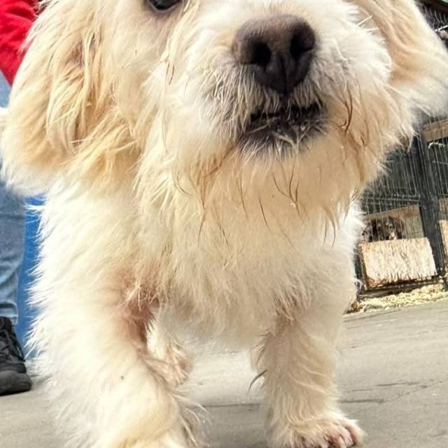 Rüden in Rumänien bis 11 Monate, Leopold