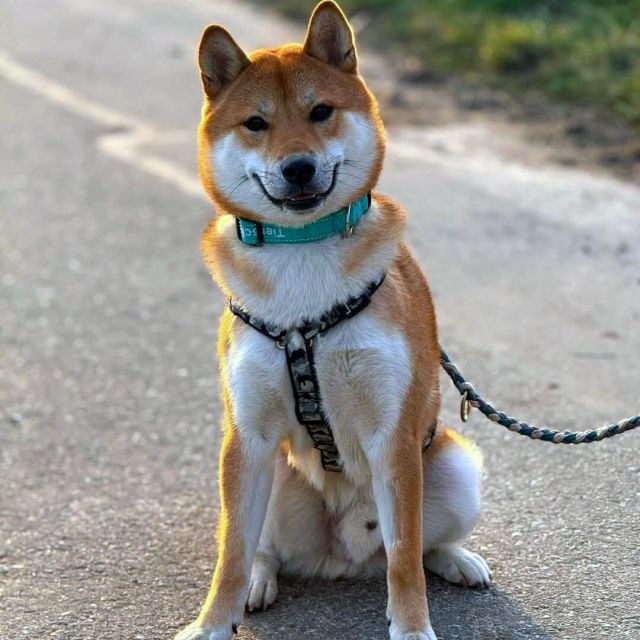 Rüden in Deutschland bis 11 Monate, Mochi