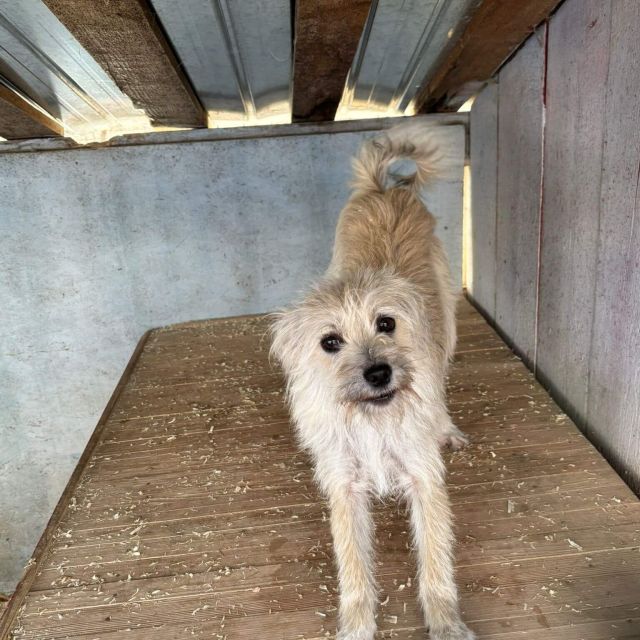 Hündinnen in Rumänien ab 12 Monate, Bailey