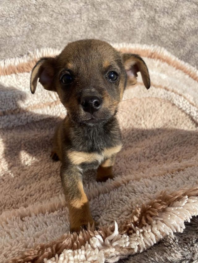 Rüden in Rumänien bis 11 Monate, Milo