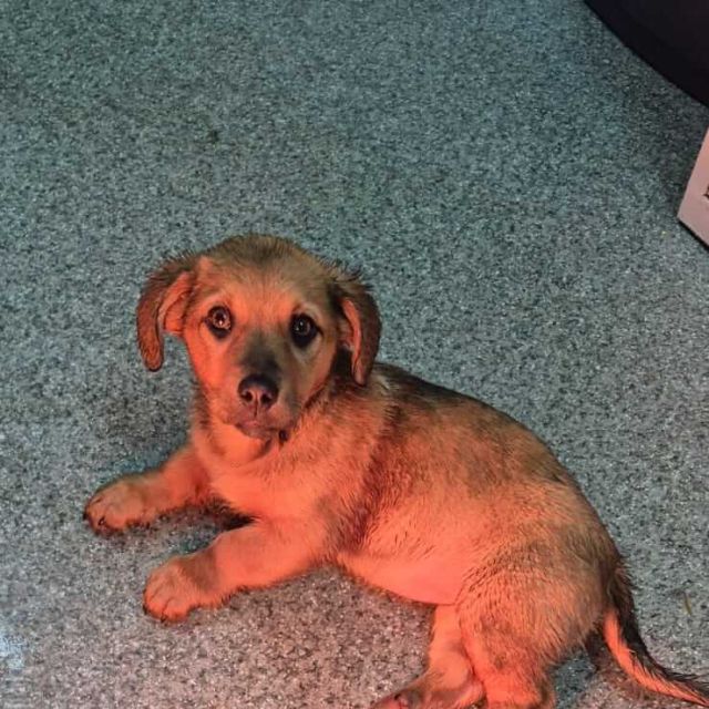 Hündinnen in Rumänien bis 11 Monate, Luna