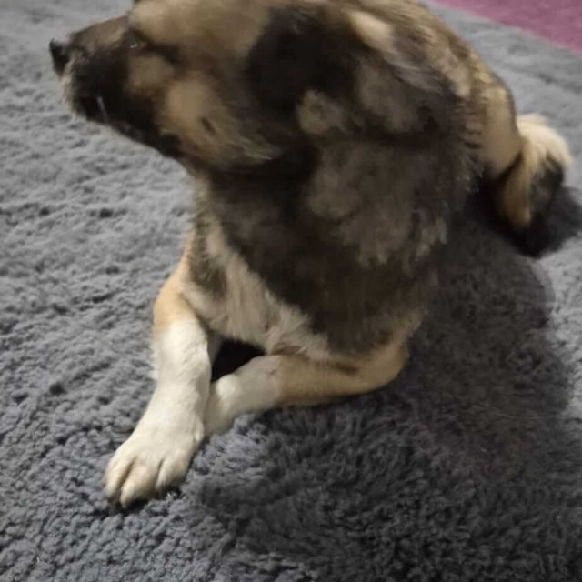 Hündinnen in Rumänien ab 12 Monate, Sofie