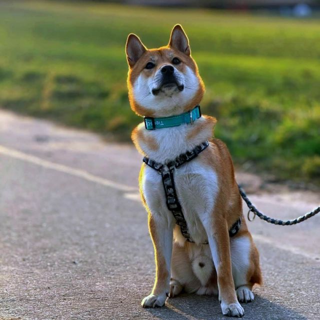 Rüden in Deutschland bis 11 Monate, Mochi