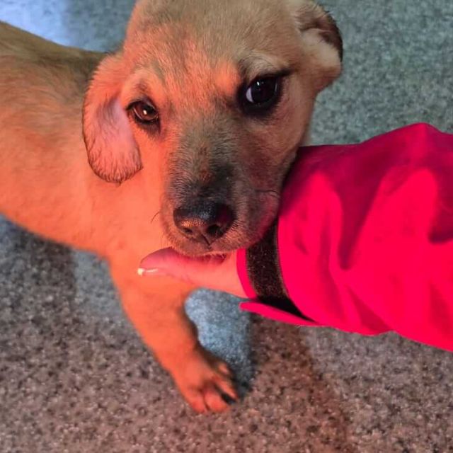 Hündinnen in Rumänien bis 11 Monate, Leena