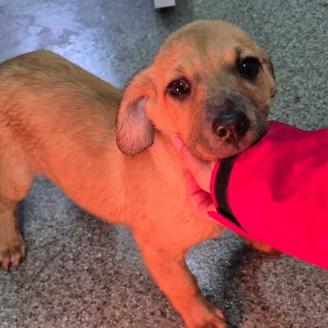 Hündinnen in Rumänien bis 11 Monate, Leena