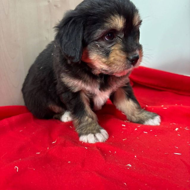 Rüden in Rumänien bis 11 Monate, Beari