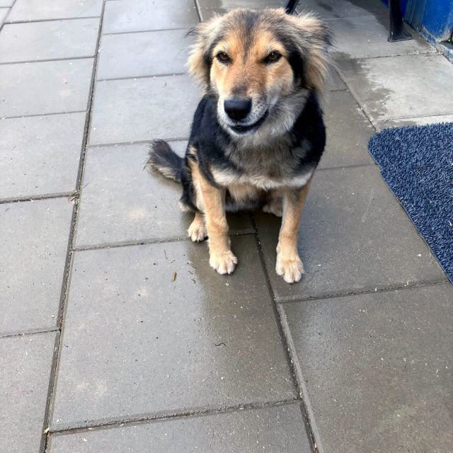 Hündinnen in Rumänien ab 12 Monate, Foxy