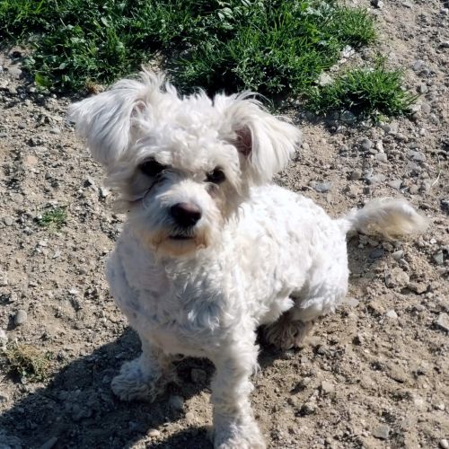 Hündinnen in Rumänien ab 12 Monate, Molli
