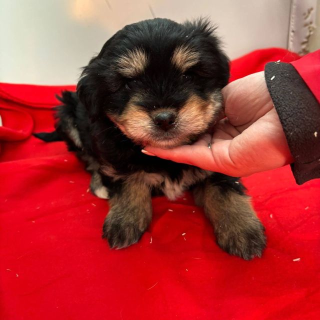 Rüden in Rumänien bis 11 Monate, Benny