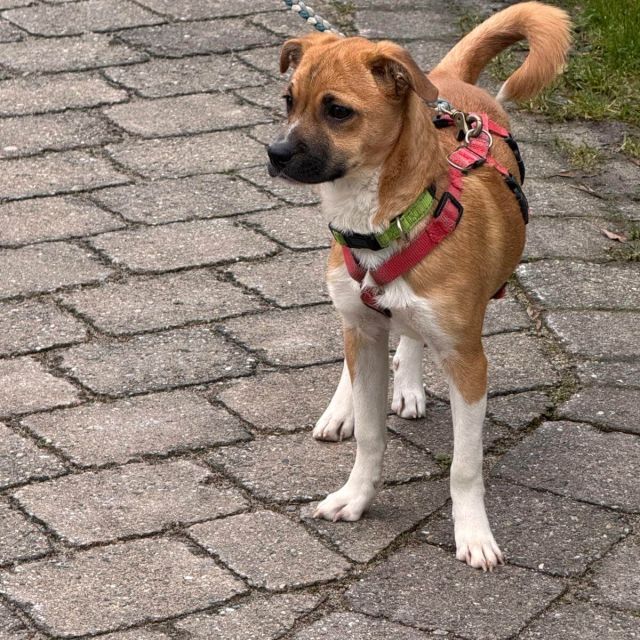 Hündinnen in Deutschland bis 11 Monate, Kiki