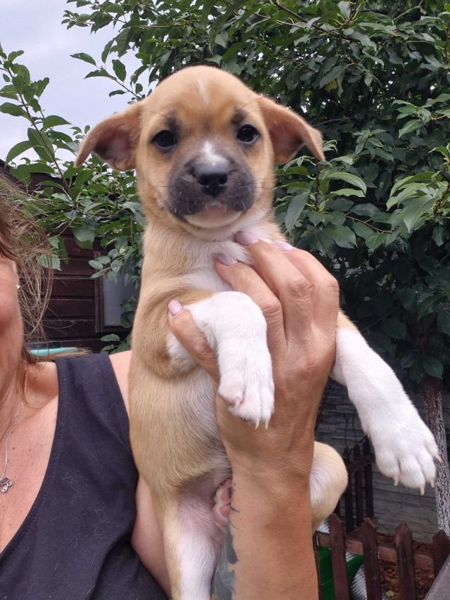 Hündinnen in Rumänien bis 11 Monate, Kiki