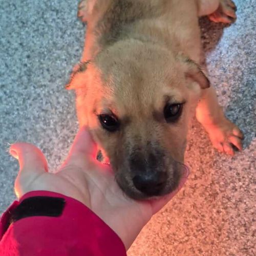 Hündinnen in Rumänien bis 11 Monate, Leena