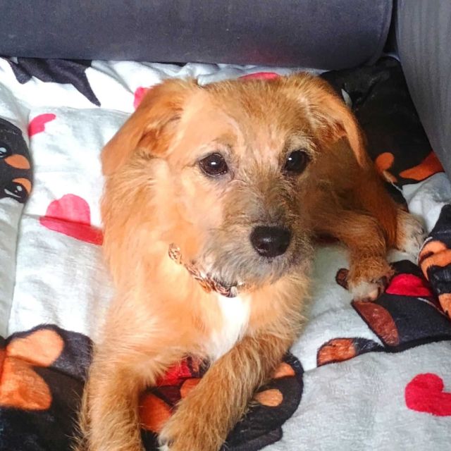 Hündinnen in Deutschland bis 11 Monate, Ella