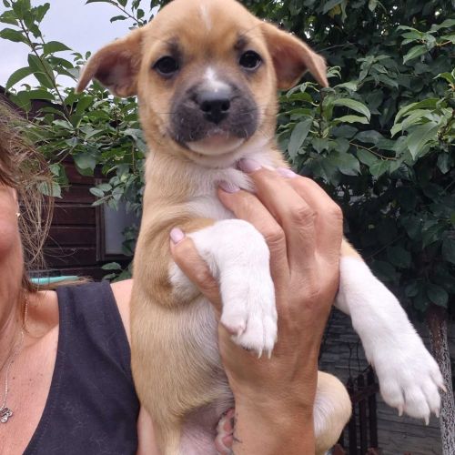 Hündinnen in Rumänien bis 11 Monate, Kiki
