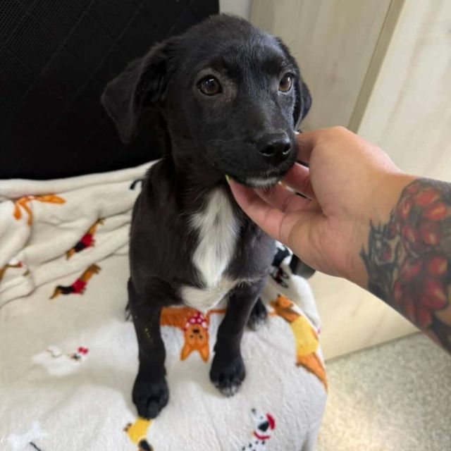 Hündinnen in Rumänien bis 11 Monate, Soi