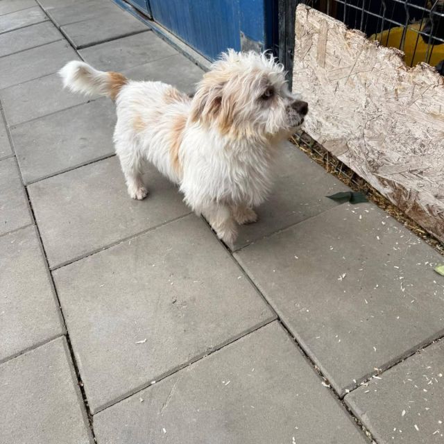 Rüden in Rumänien bis 11 Monate, Leopold