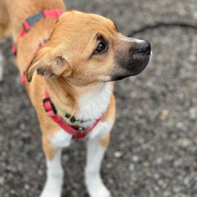 Hündinnen in Deutschland bis 11 Monate, Kiki