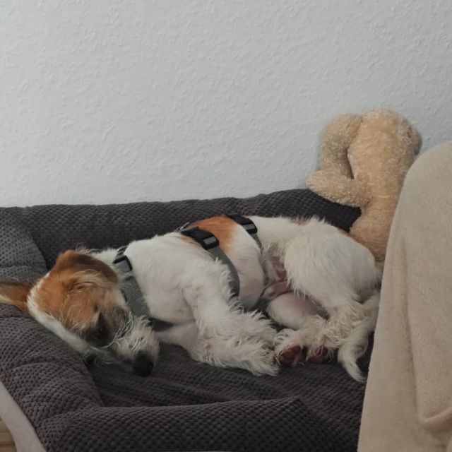 Rüden in Deutschland bis 11 Monate, Bommel