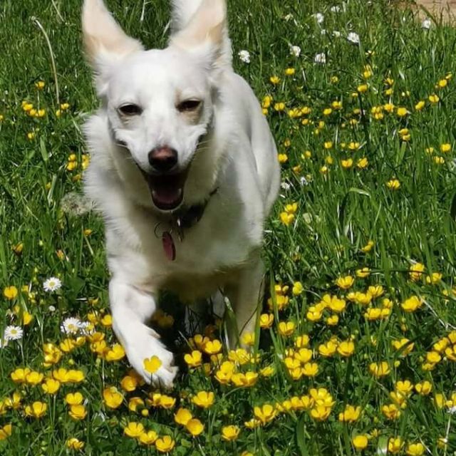 Hunde mit besonderen Bedürfnissen, Vermittlungshilfe Jana, Galerie, Foto 5