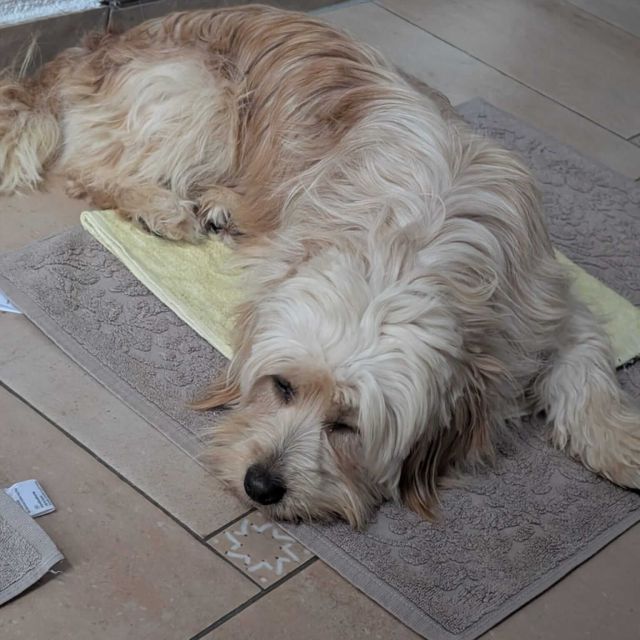 Rüden in Deutschland ab 12 Monate, Teddy