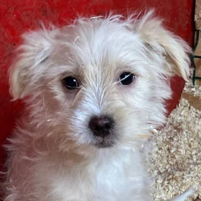 Rüden in Deutschland bis 11 Monate, Kenai