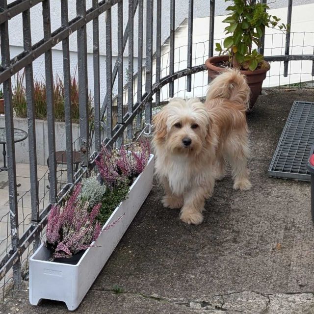 Rüden in Deutschland ab 12 Monate, Teddy